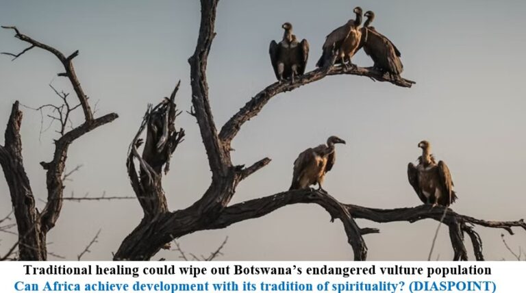 Traditional healing could wipe out Botswana’s endangered vulture population